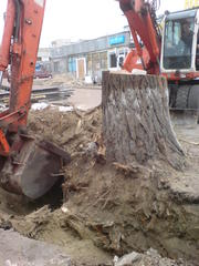 Корчевание пней,  удаление пней,  вывоз пней